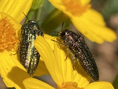 Acmaeodera resplendens