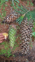 Pinus ayacahuite