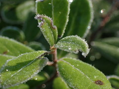 Mycosphaerella stemmatea