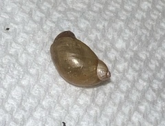 Novisuccinea chittenangoensis