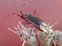 Adelphocoris rapidus