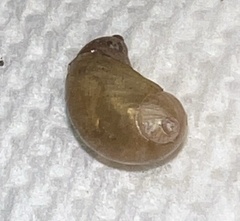 Novisuccinea chittenangoensis
