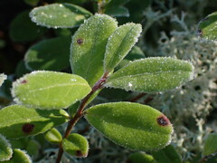 Mycosphaerella stemmatea