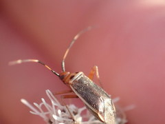 Adelphocoris rapidus