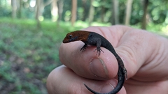 Gonatodes albogularis