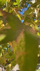 Liquidambar styraciflua