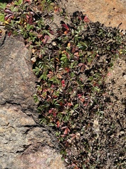 Sibbaldiopsis tridentata