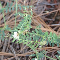 Vicia pulchella