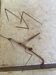 Cladoxerus