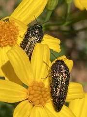 Acmaeodera resplendens