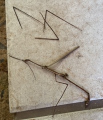 Cladoxerus
