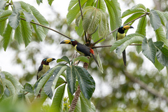 Pteroglossus inscriptus