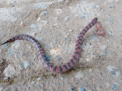 Atractus