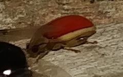 Oedionychina