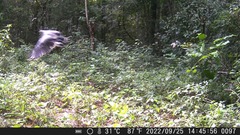 Buteogallus urubitinga