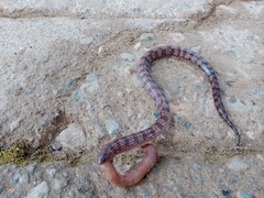 Atractus