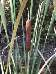 Typha latifolia
