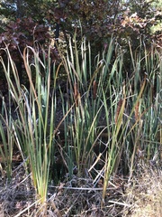 Typha latifolia