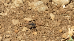 Brachythemis impartita