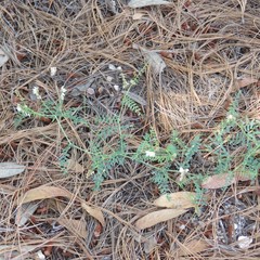 Vicia pulchella