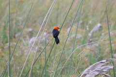 Amblyramphus holosericeus