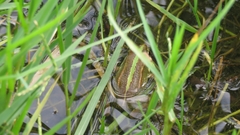 Pelophylax bedriagae