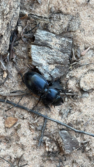 Pasimachus californicus