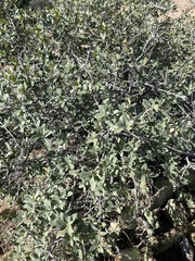 Quercus turbinella