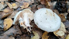Hygrophorus hedrychii