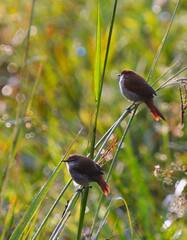 Certhiaxis cinnamomeus