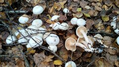 Hygrophorus hedrychii