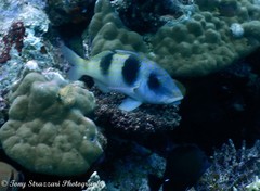 Parupeneus crassilabris