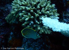 Chaetodon pelewensis