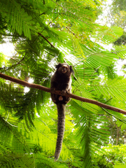 Callithrix penicillata