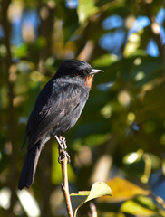 Knipolegus nigerrimus
