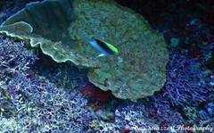 Chrysiptera rollandi