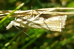 Chrysoteuchia culmella