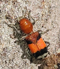 Enoclerus ichneumoneus