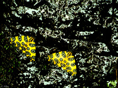 Pantherodes pardalaria