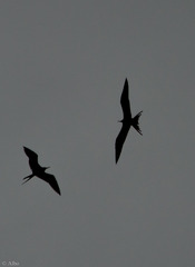 Fregata magnificens