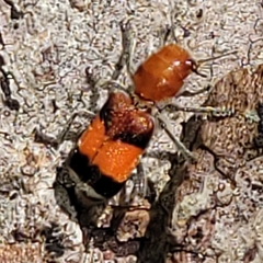 Enoclerus ichneumoneus