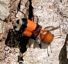 Enoclerus ichneumoneus