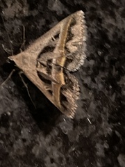 Acantholipes trimeni