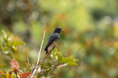 Chelidoptera tenebrosa