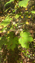 Acer pseudoplatanus