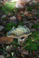 Lactarius deterrimus
