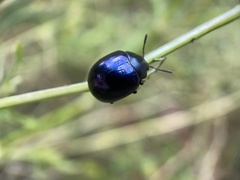 Leptinotarsa haldemani