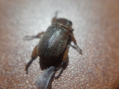 Rutelinae