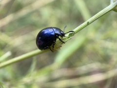 Leptinotarsa haldemani