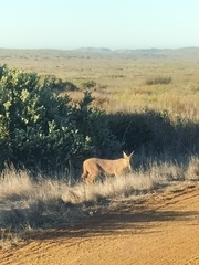 Caracal caracal caracal